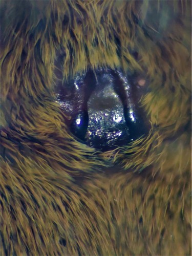 Fen raft spider
