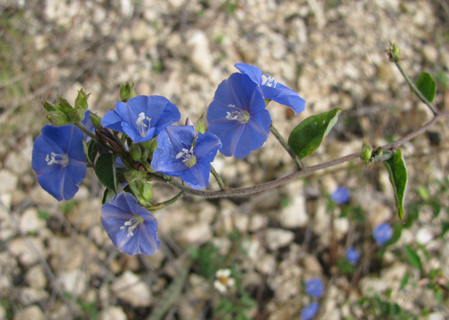 Skyblue Clustervine
