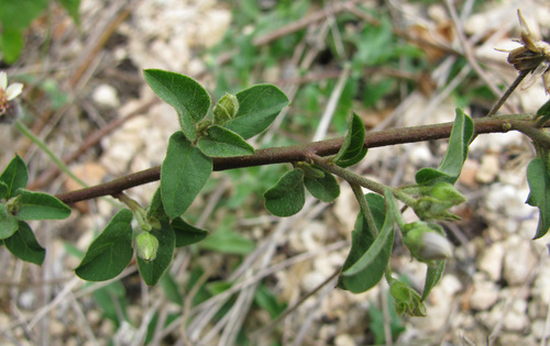 Skyblue Clustervine