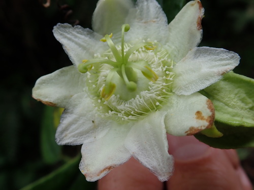 Passiflora sodiroi image