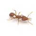 Louisiana Pygmy Snapping Ant - Photo (c) Aaron Stoll, all rights reserved, uploaded by Aaron Stoll