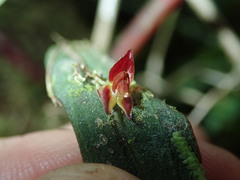Image of Lepanthes brachypogon