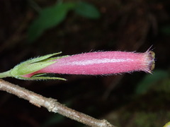 Columnea ovatifolia image