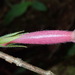 Columnea ovatifolia - Photo 由 Rudy Gelis 所上傳的 (c) Rudy Gelis，保留所有權利