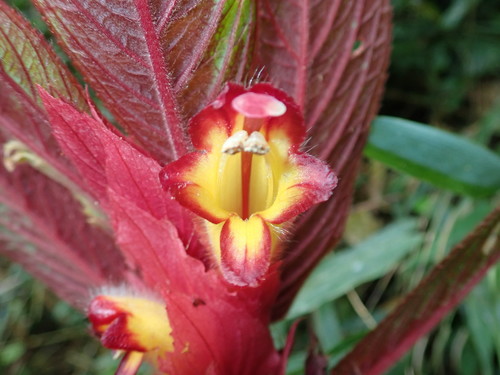 Columnea eubracteata