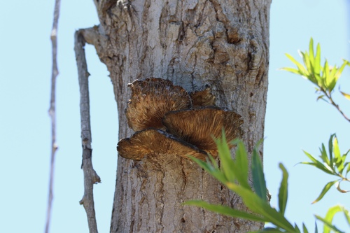 iNaturalist observation photo of Common Gilled Mushrooms and Allies