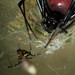 Hermit Spiders - Photo (c) Bautisse Postaire, all rights reserved, uploaded by Bautisse Postaire