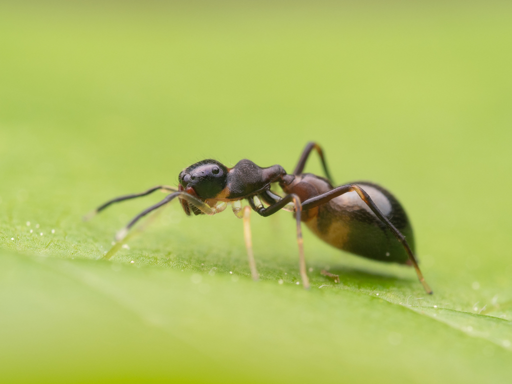 Slender Ant-mimic Jumping Spider from Havenwoods, Milwaukee, WI, USA on ...