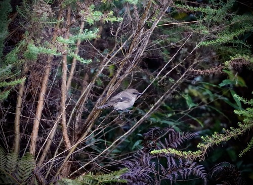 Subespecies Melanodryas vittata vittata · iNaturalist Mexico