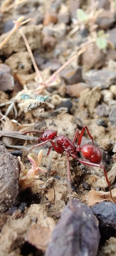 Rhytidoponera ferrugineaRhytidoponera ferruginea