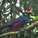Ross's Turaco - Photo (c) HUANG QIN, all rights reserved, uploaded by HUANG QIN