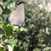 Coastal Hedgerow Hairstreak - Photo (c) Stacey Vielma, all rights reserved, uploaded by Stacey Vielma