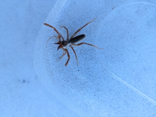 iNaturalist observation photo of Eremobates