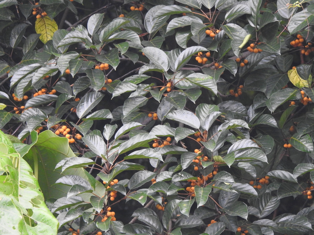 Ficus glandulifera (Ficus glandulifera)