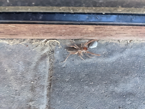 iNaturalist observation photo of Eremobates