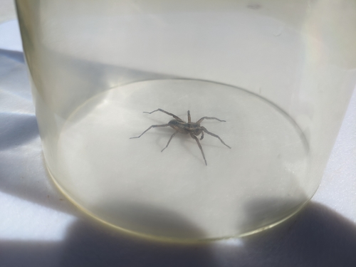 iNaturalist observation photo of McCook's Split Wolf Spider