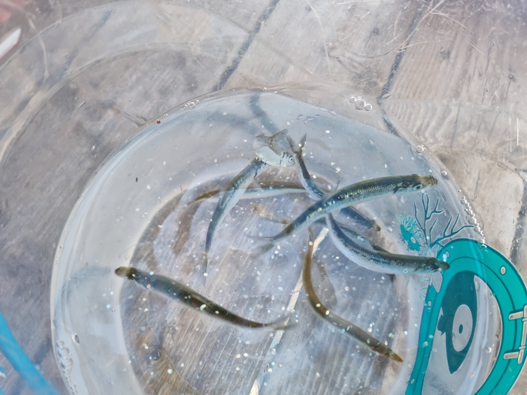 Norwegian Spring-Spawning Herring