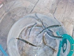Norwegian Spring-Spawning Herring