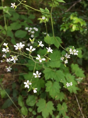 coastal brookfoam (Boykinia occidentalis)