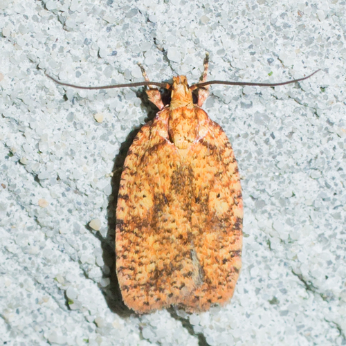 Agonopterix robiniella Packard, 1870