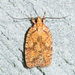 Four-dotted Agonopterix Moth - Photo (c) Timothy Reichard, all rights reserved, uploaded by Timothy Reichard