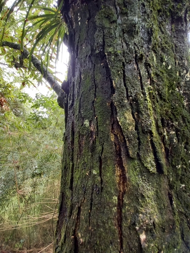 Quercus skinneri