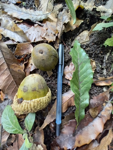 Quercus skinneri
