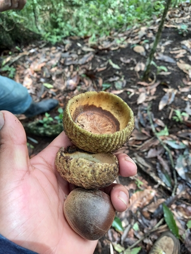 Quercus skinneri