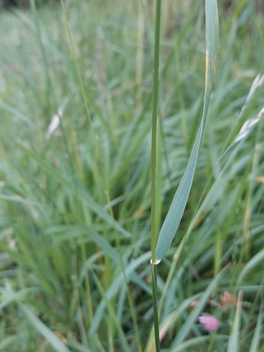 Paprastasis varputis nuotrauka