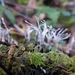 Xylaria - Photo (c) Henri Holbrook, all rights reserved, uploaded by Henri Holbrook