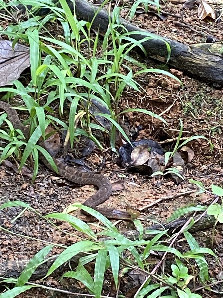 Saint Lucia Lancehead in May 2022 by Heather Levy · iNaturalist