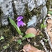 Roscoea alpina - Photo (c) amitsarin, todos los derechos reservados
