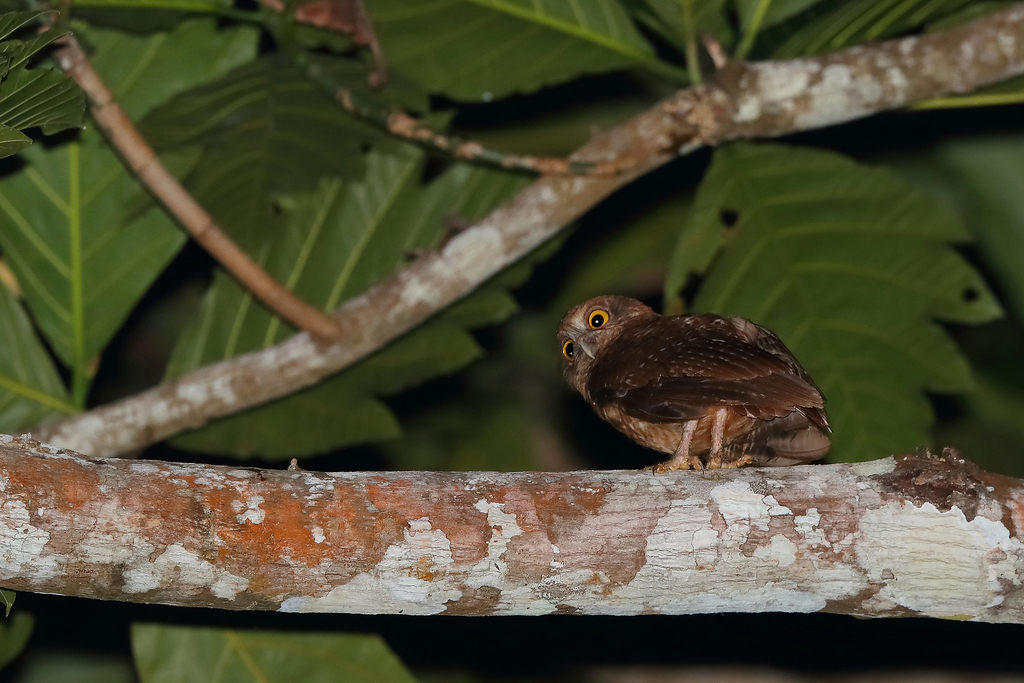 Buru Boobook (Ninox hantu) photo