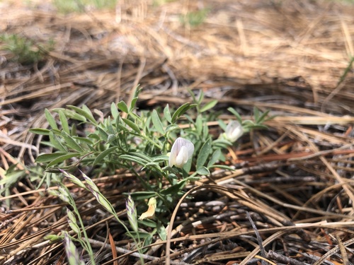 twoflower pea (Lathyrus biflorus)