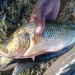Serranochromis angusticeps - Photo (c) Tshepi Botumile, כל הזכויות שמורות, הועלה על ידי Tshepi Botumile