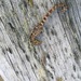Observation photo