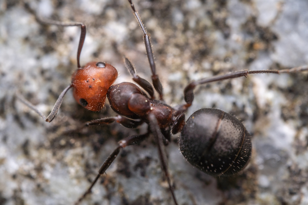 Obscure Ant