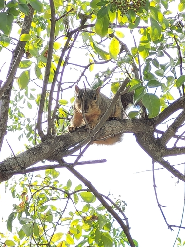 iNaturalist observation photo of Eastern Fox Squirrel