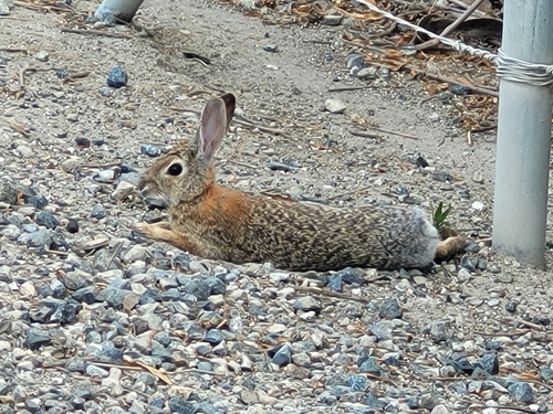 iNaturalist observation photo of Desert Cottontail