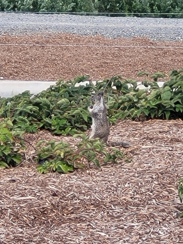iNaturalist observation photo of California Ground Squirrel