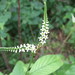 Heliotropium tiaridioides - Photo (c) julianformosa, all rights reserved