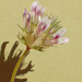 Trifolium obtusiflorum - Photo (c) Matt Smith, todos los derechos reservados, subido por Matt Smith