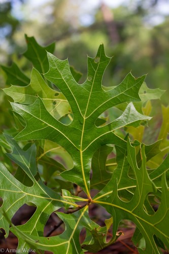 American turkey oak