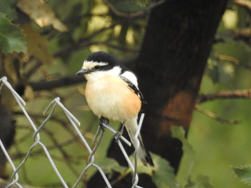 Masked Shrike