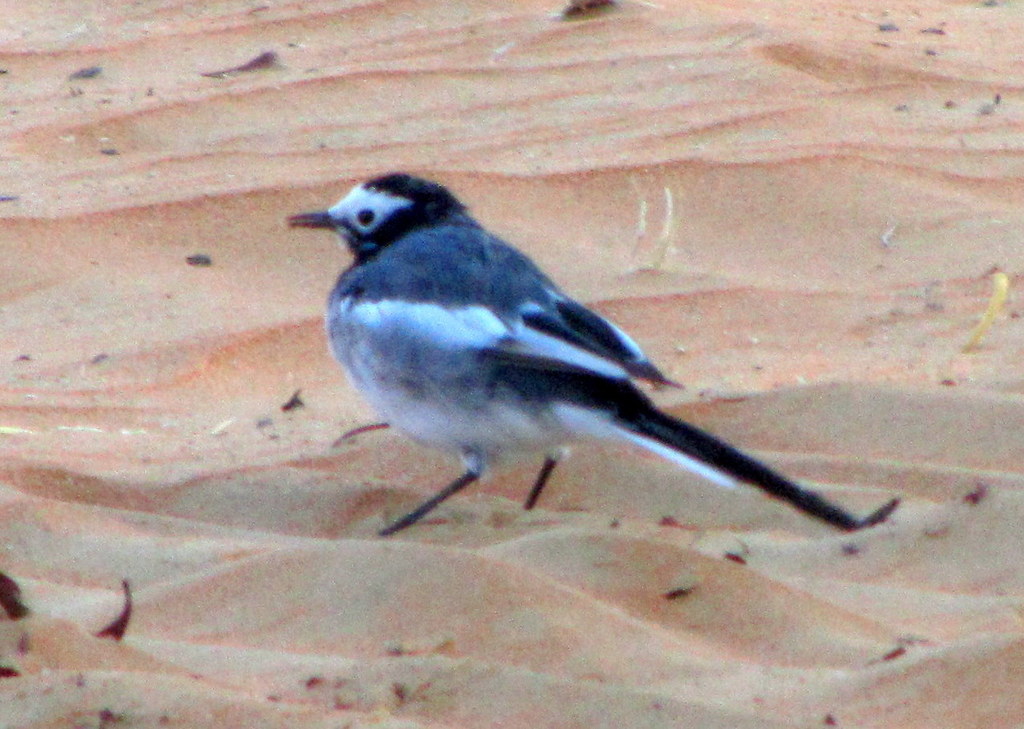 masked-wagtail-from-zakhir-abu-dhabi-united-arab-emirates-on