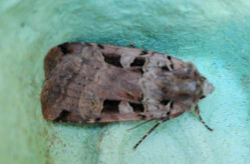 Double Square-spot