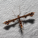 Busck's Plume Moth - Photo (c) Timothy Reichard, all rights reserved, uploaded by Timothy Reichard