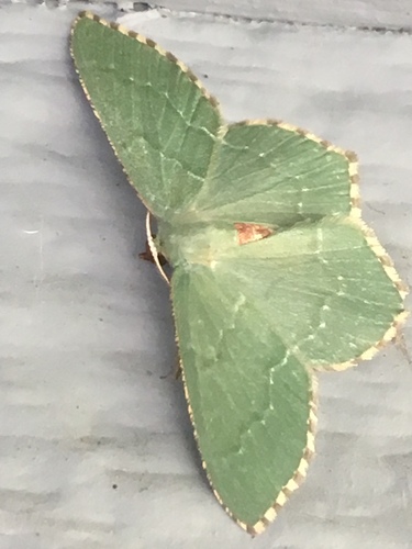 Common Emerald