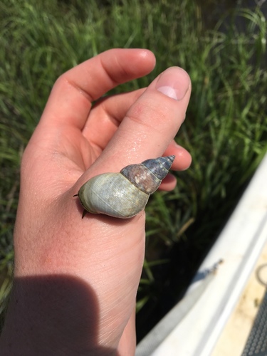Mangrove Periwinkle