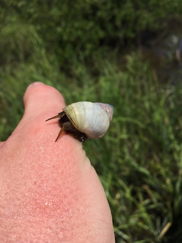 Mangrove Periwinkle